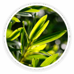 Australian Tea Tree Oil
