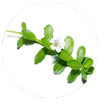 Bacopa-Monnieri