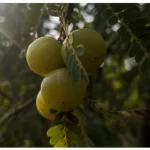 Amla Fruit Extract