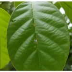Banaba Leaf Extract