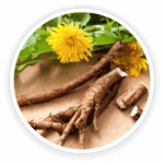Dandelion Root