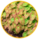 Epimedium Extract