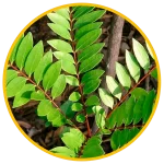 Eurycoma Longifolia Extract