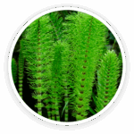 Horsetail