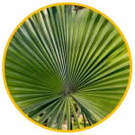 Saw Palmetto Extract
