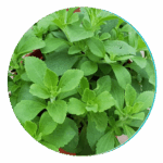 stevia