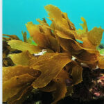 Ecklonia Cava Extract