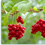 Schisandra