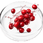 Cranberry Extract