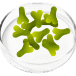 Lactobacillus Acidophilus