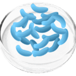Lactobacillus Gaseri