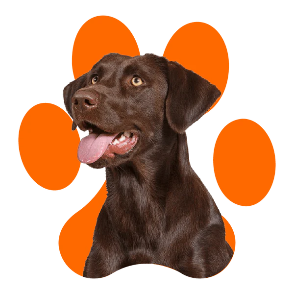 PawPrint Protocol benefits