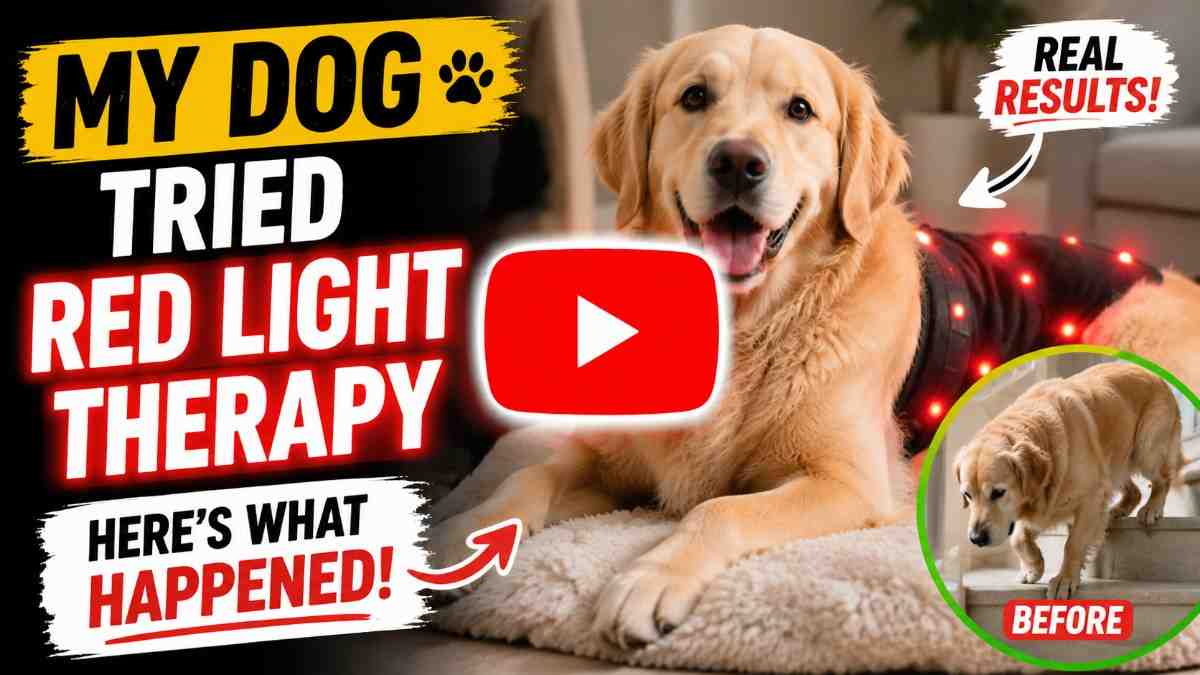 Dog's-therapy-results-revealed