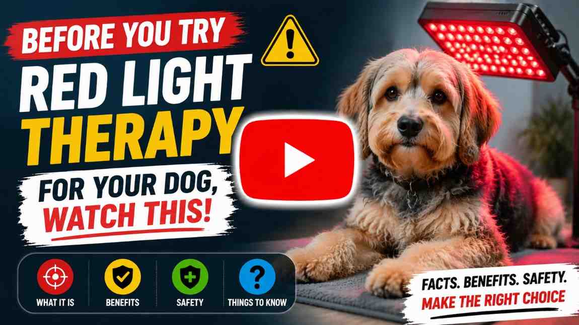 Red-light-therapy-for-your-dog