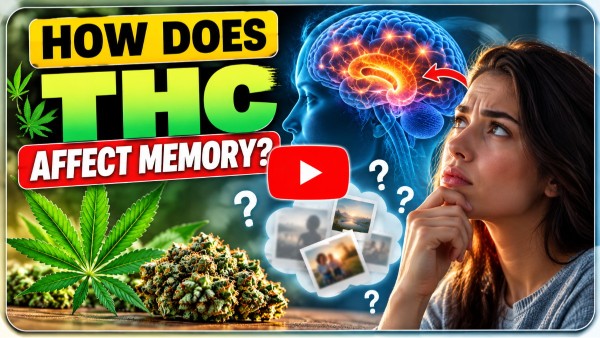 How Does Thc Affect Memory